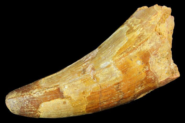 Cretaceous Fossil Crocodile Tooth - Morocco #154947